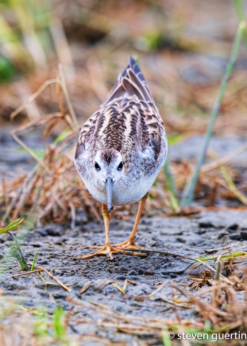 Phalarope de Wilson - ML359524791