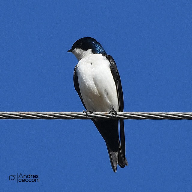 Blue-and-white Swallow - ML359526381