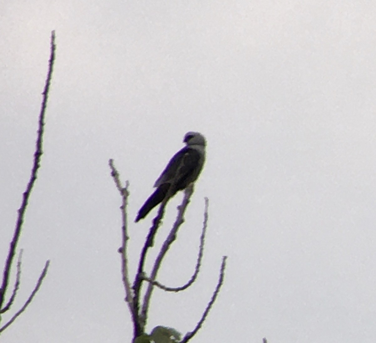 Mississippi Kite - Karen Viste-Sparkman