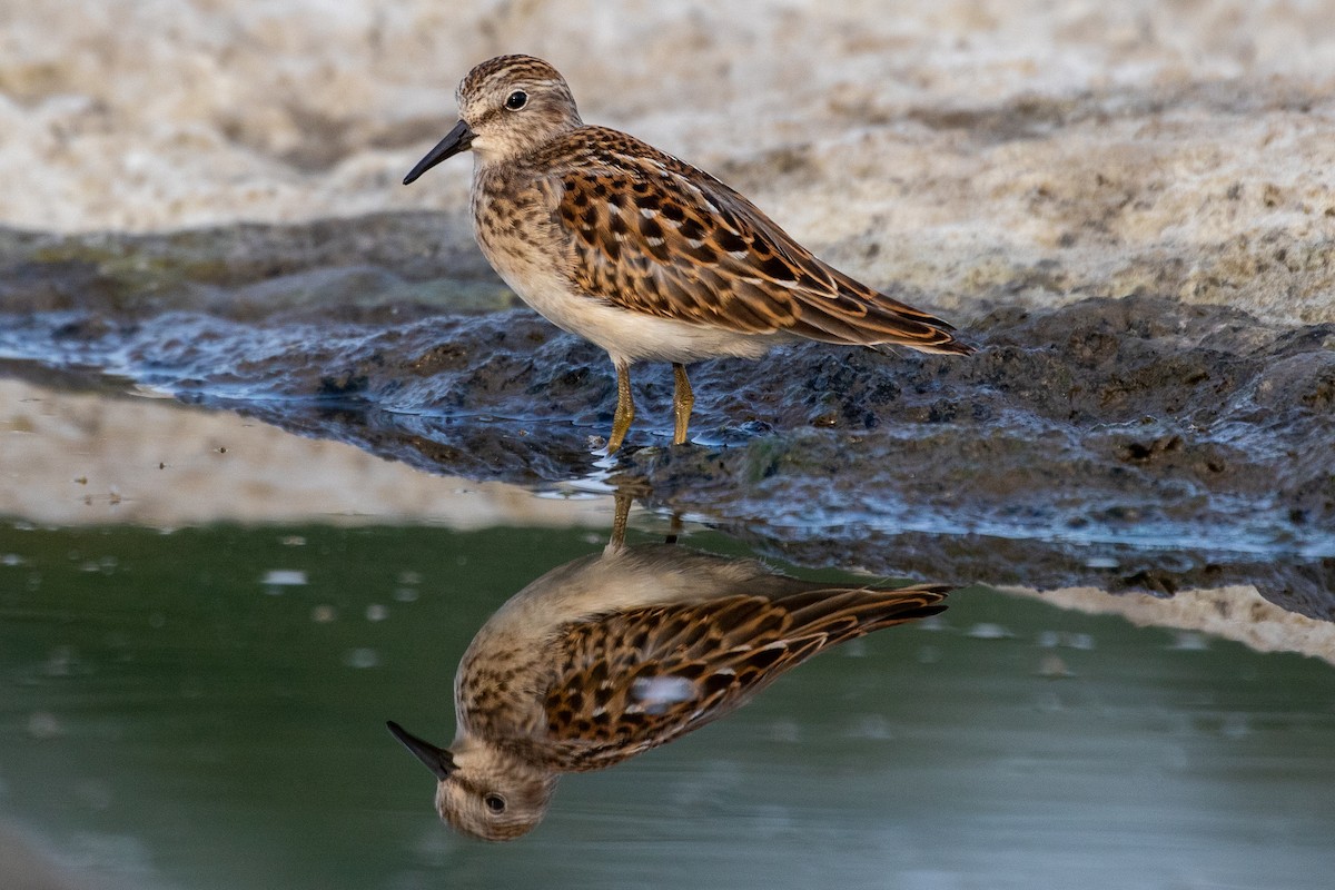 Least Sandpiper - Zach Schwartz-Weinstein