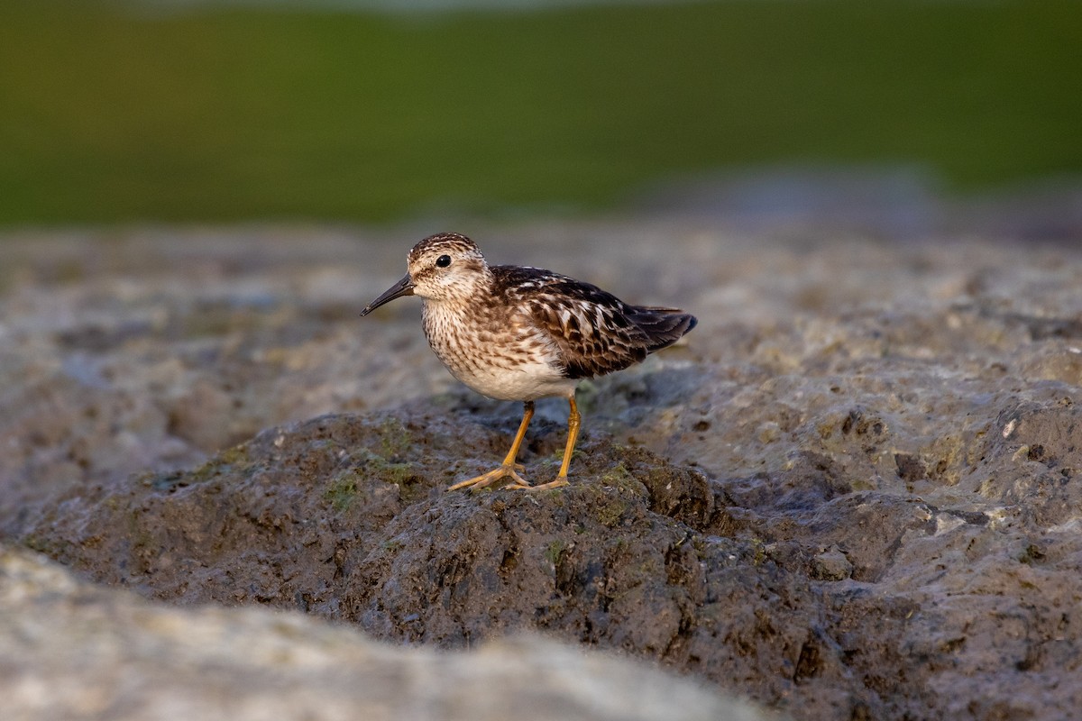 Least Sandpiper - ML359527421