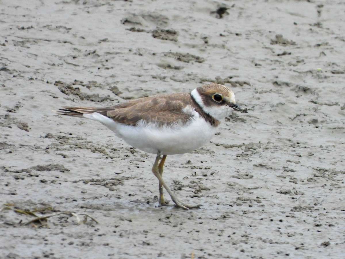 Little Ringed Plover - ML359527911