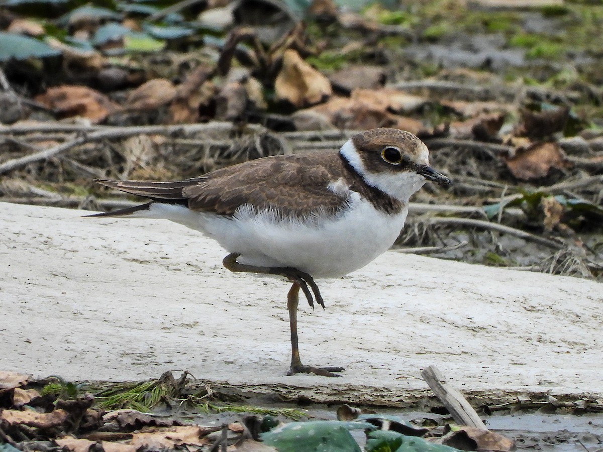 Little Ringed Plover - ML359527921