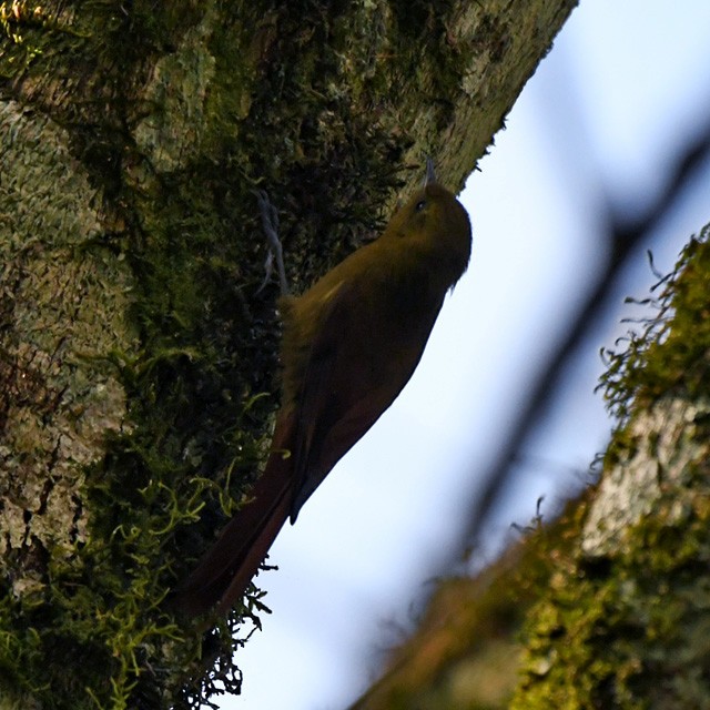 Olivaceous Woodcreeper - ML359528991