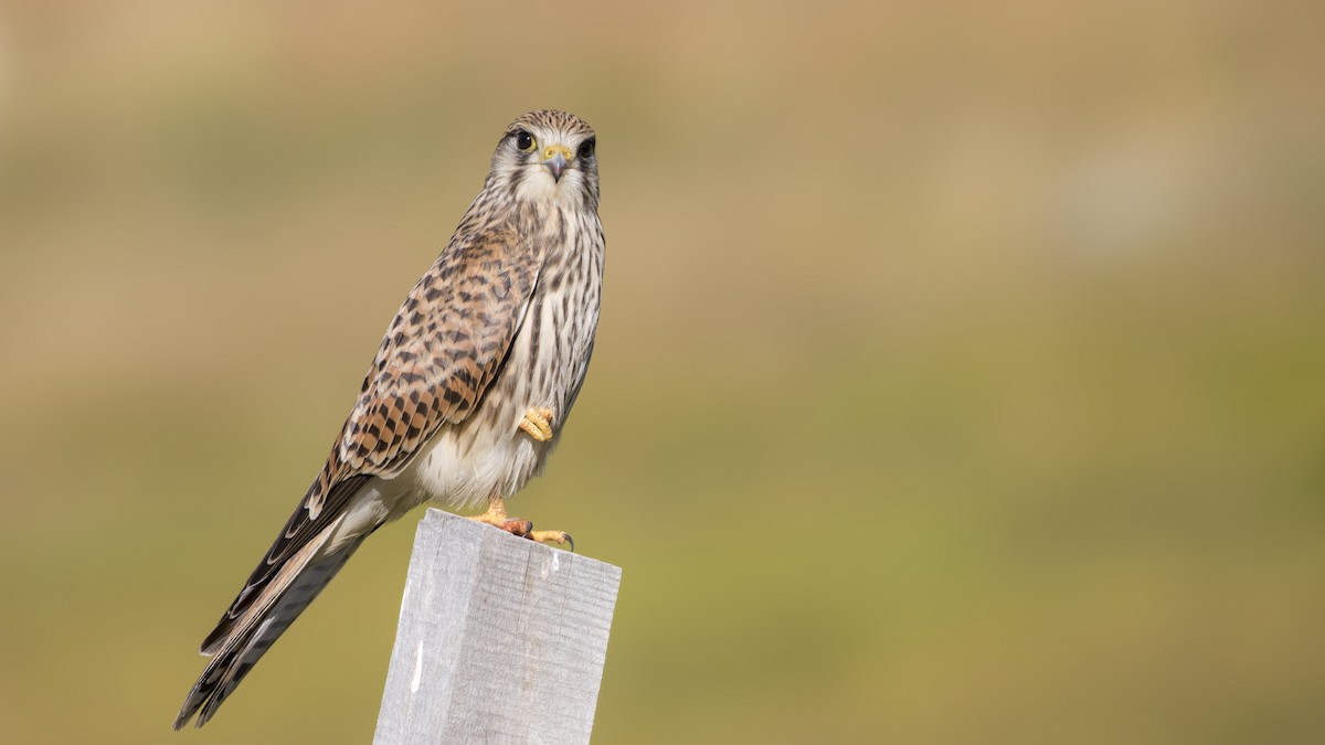 Eurasian Kestrel - birol hatinoğlu