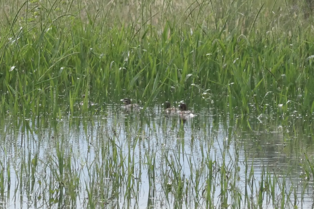 Masked Duck - ML359530321