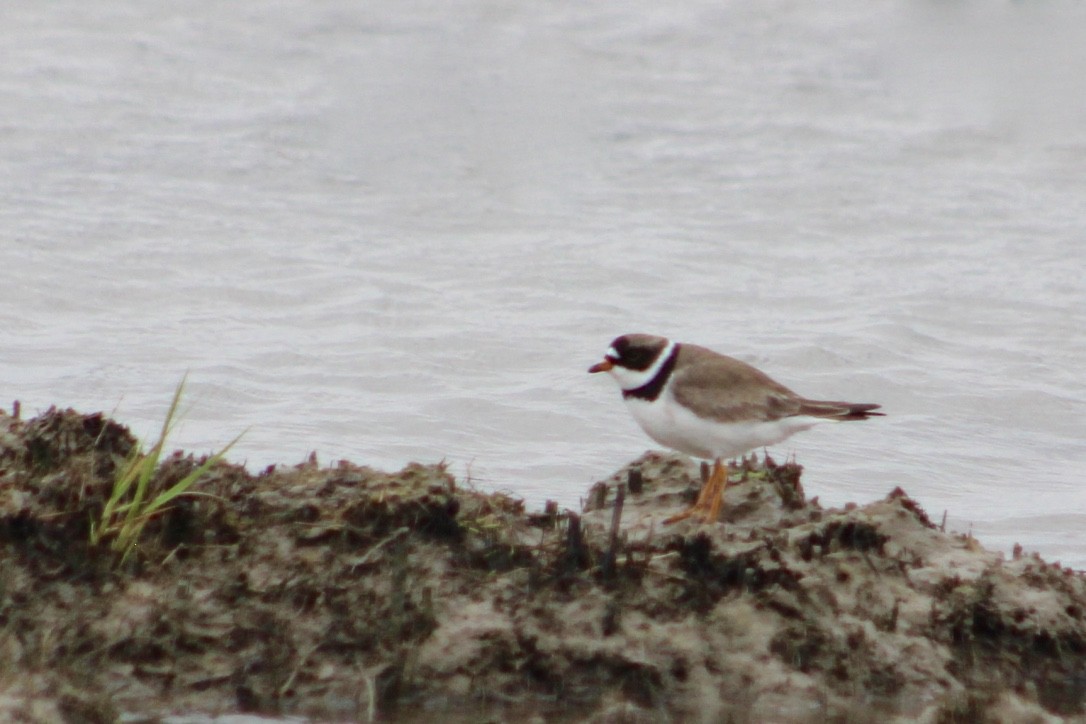 Semipalmated Plover - JoAnn Dalley