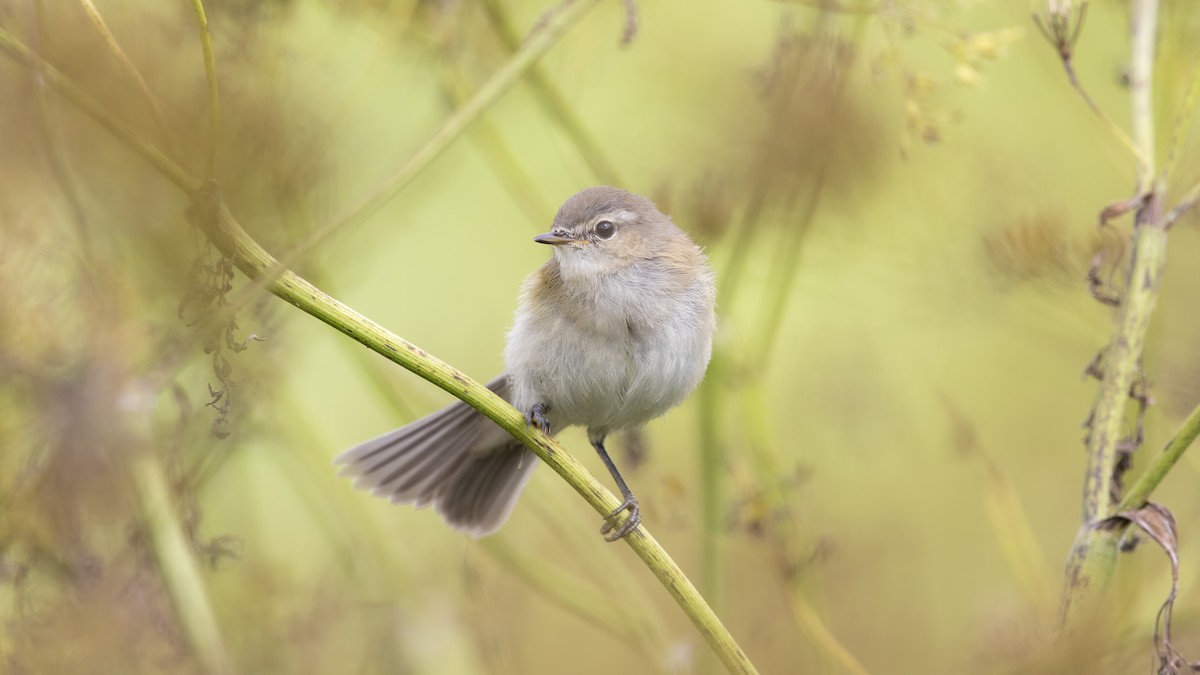 Mountain Chiffchaff - birol hatinoğlu