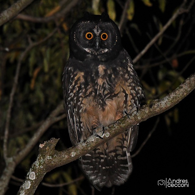 Stygian Owl - ML359532211