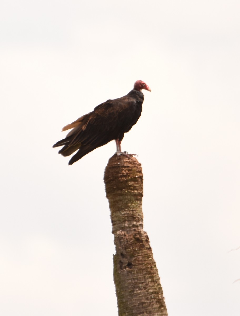 Urubu à tête rouge - ML359533491