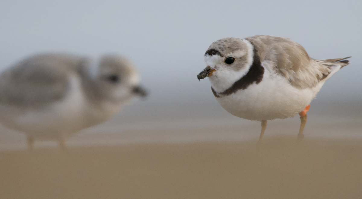 Piping Plover - Matthew Dolkart