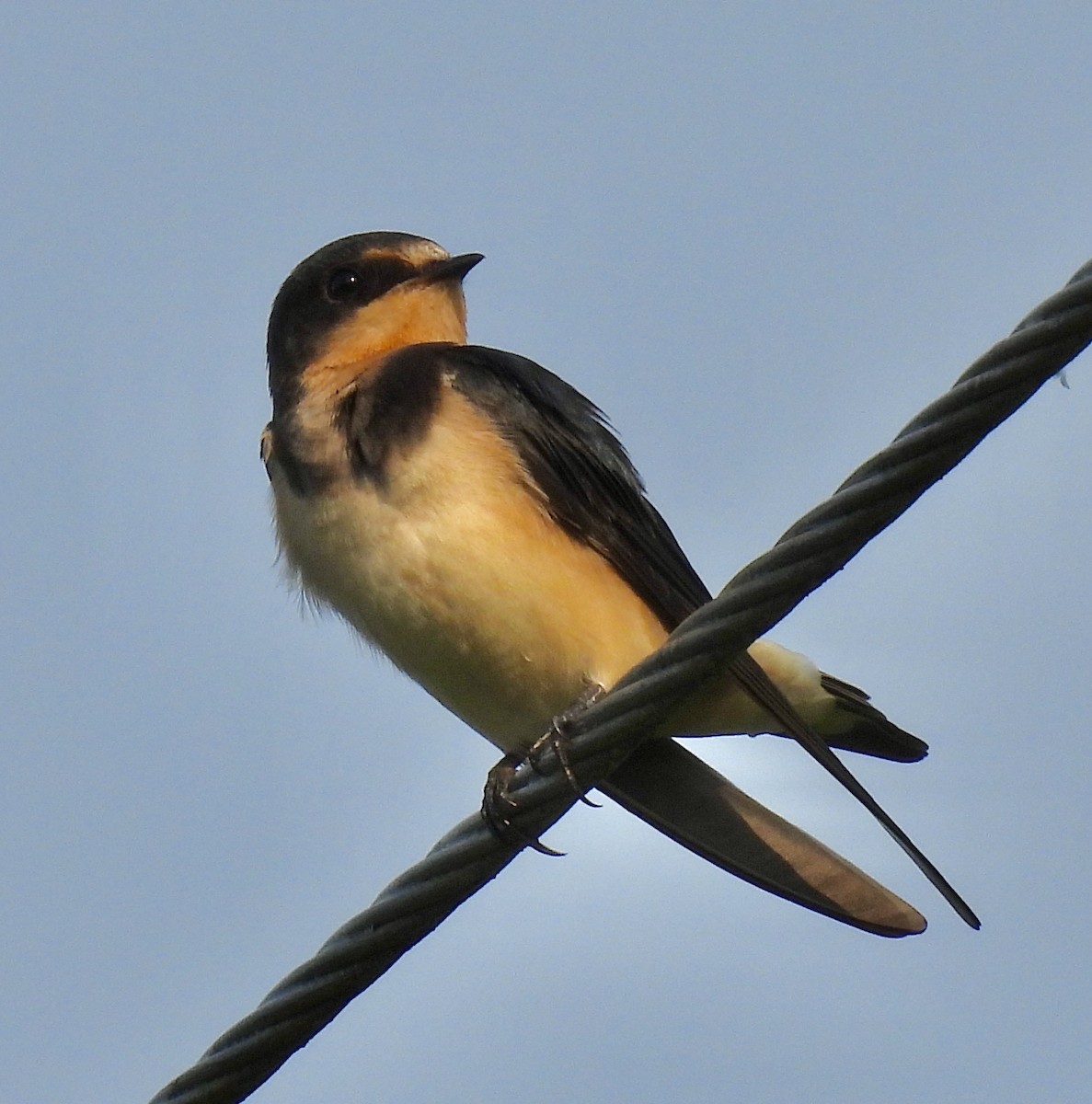 Barn Swallow - ML359535681