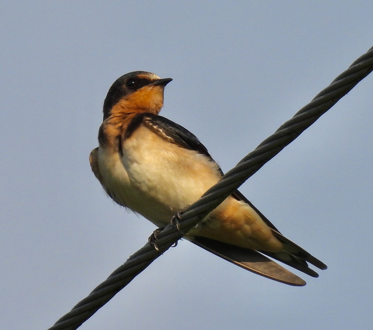 Barn Swallow - ML359535701