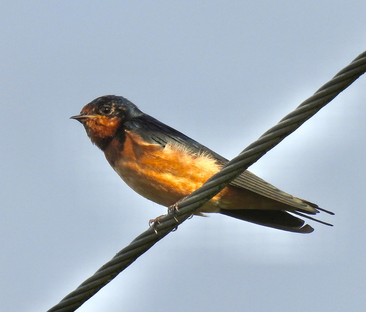 Barn Swallow - Van Remsen