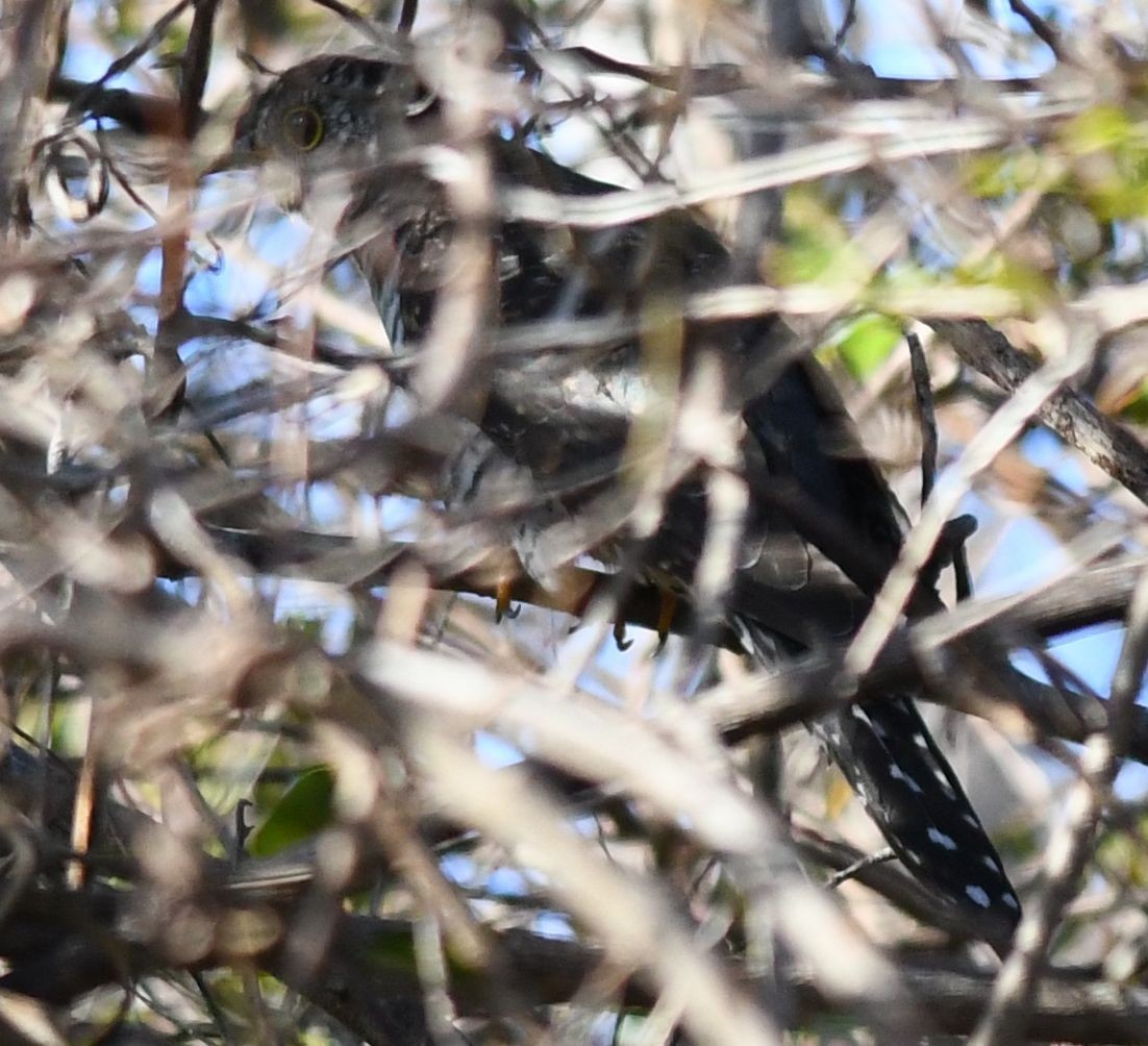 Madagascar Cuckoo - ML359536751