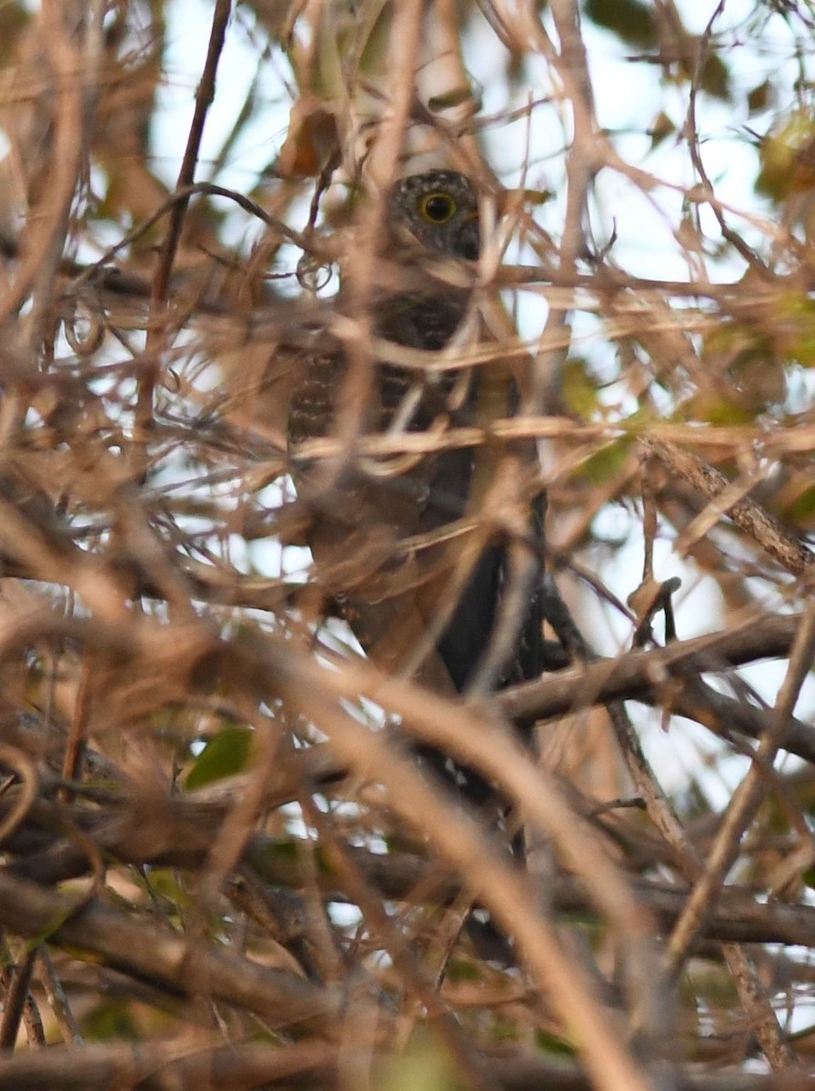 Madagascar Cuckoo - ML359536771