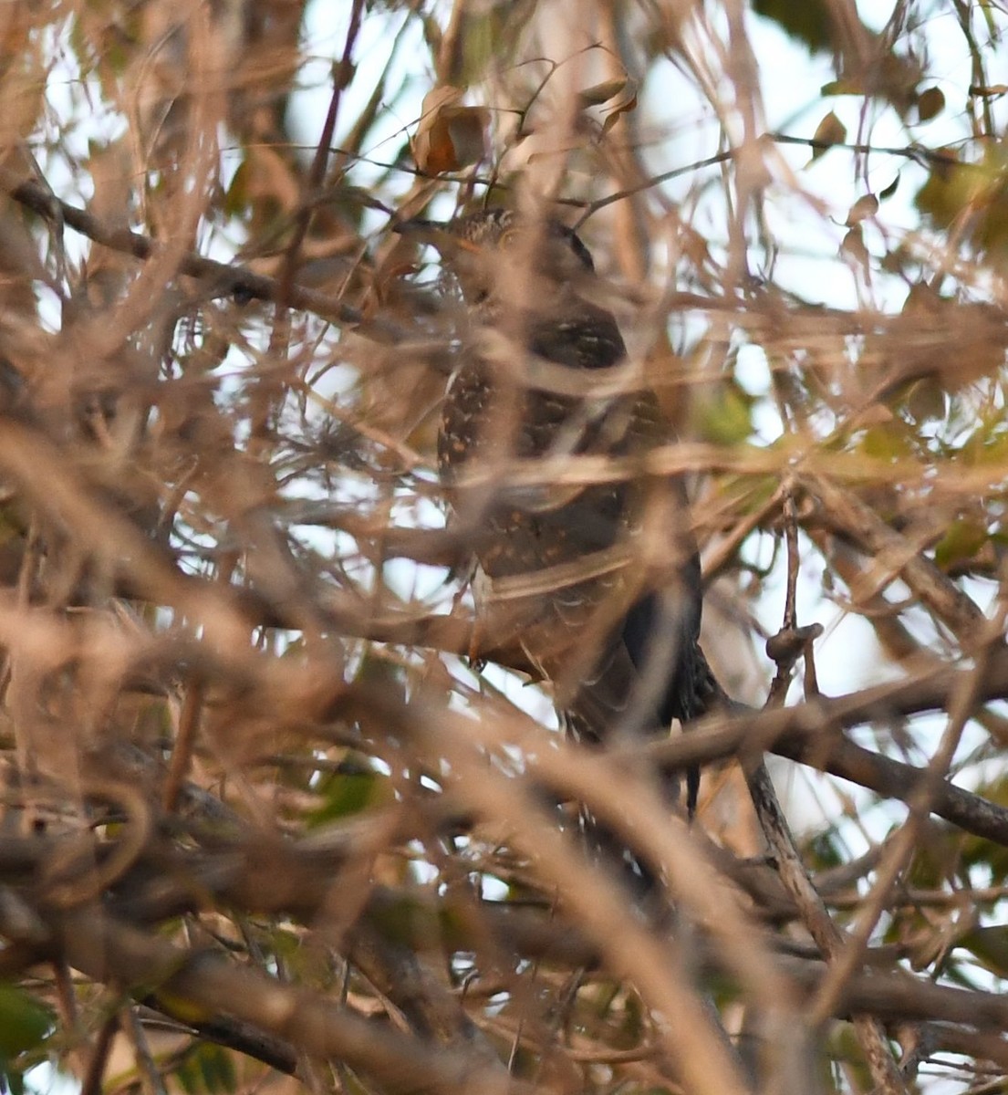 Madagascar Cuckoo - ML359536781