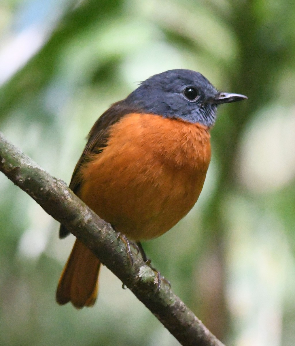 Amber Mountain Rock-Thrush - ML359537851