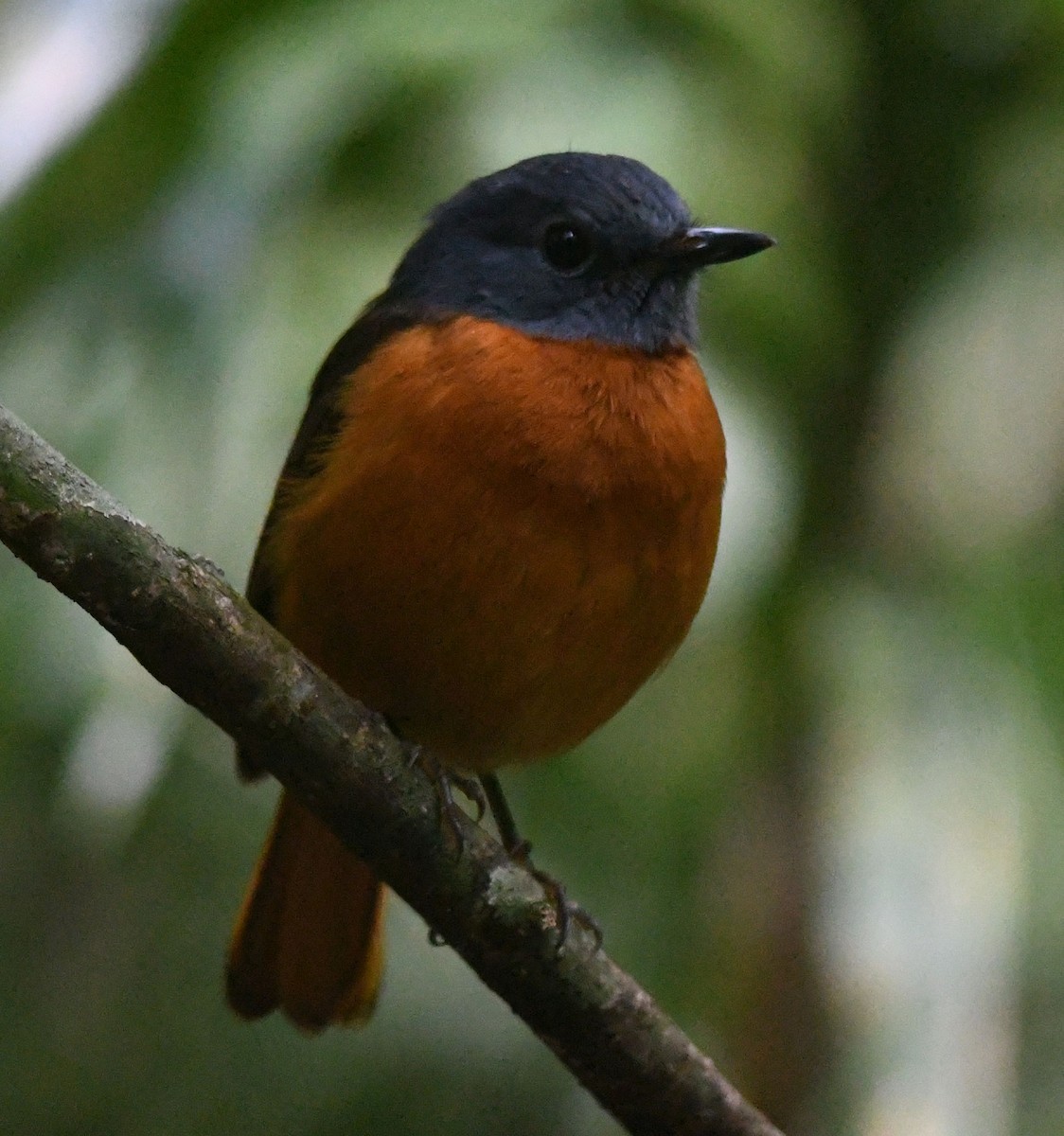 Amber Mountain Rock-Thrush - ML359537861