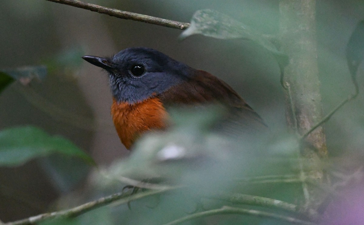 Amber Mountain Rock-Thrush - ML359537881