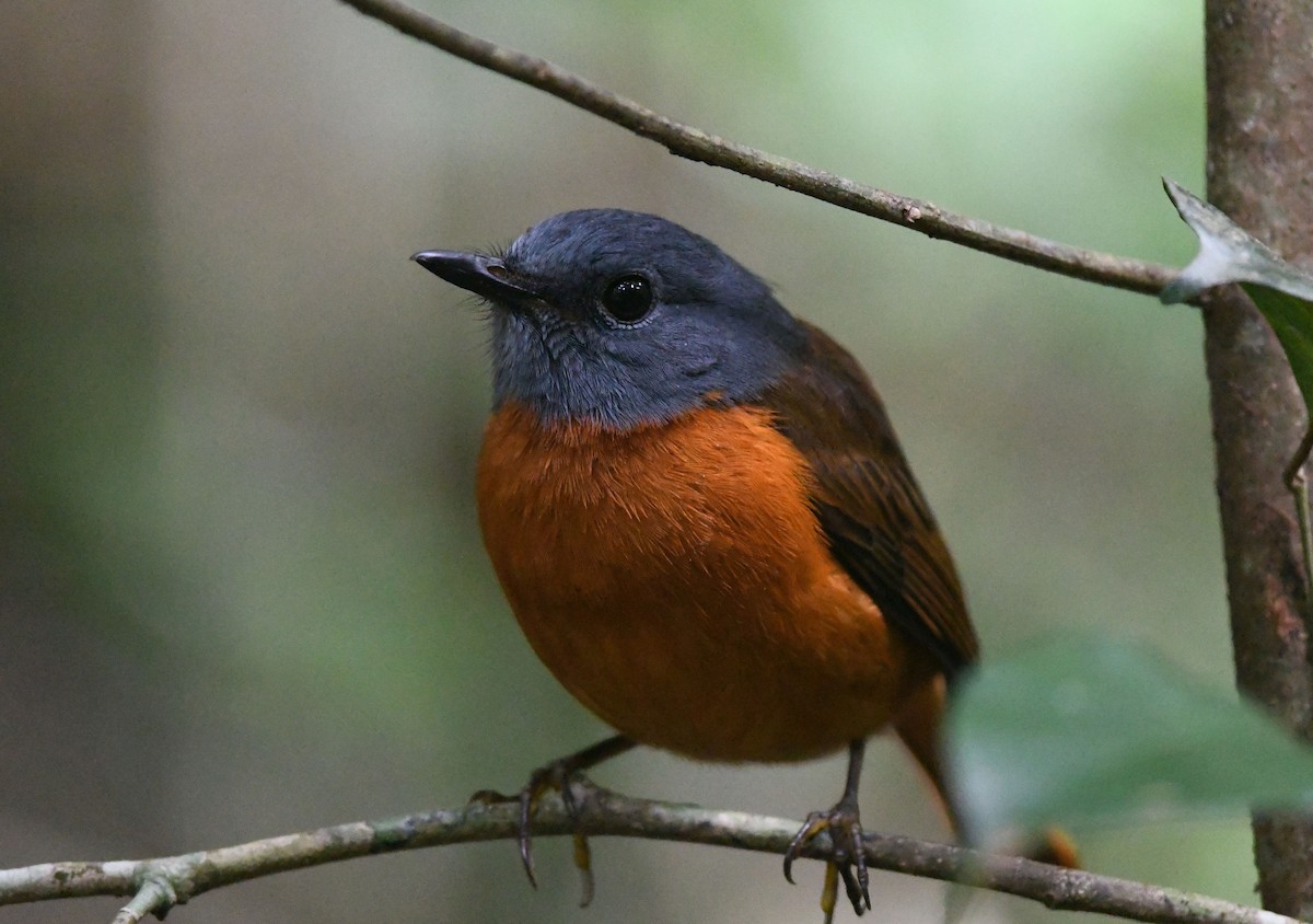 Amber Mountain Rock-Thrush - Frank Hawkins