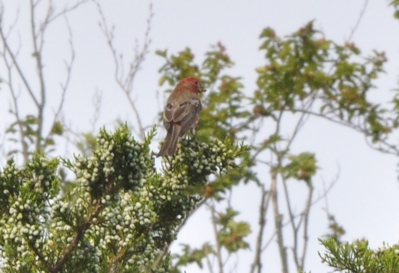 House Finch - ML359538421