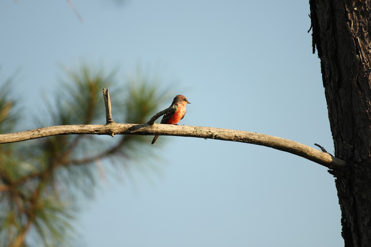 Vermilion Flycatcher - ML35953881