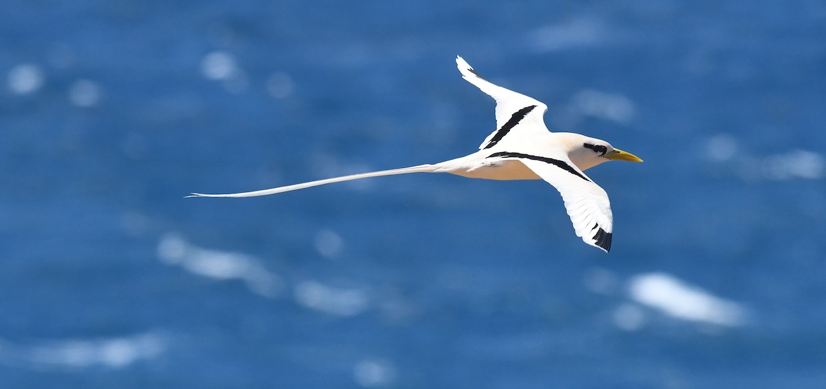 White-tailed Tropicbird - ML359539471