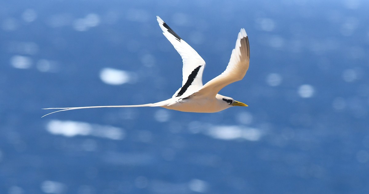 White-tailed Tropicbird - ML359539481