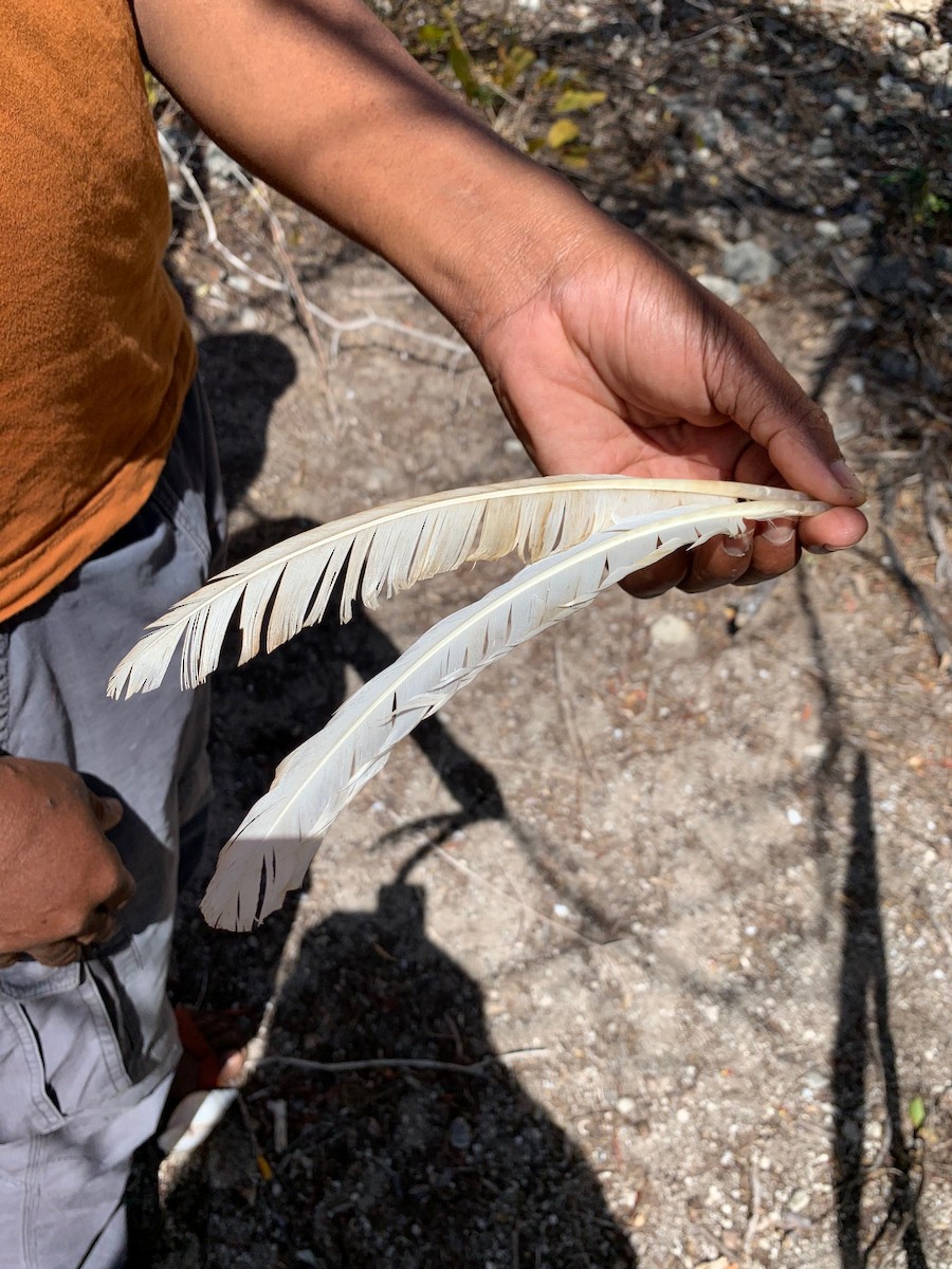 Madagascar Ibis - ML359539571