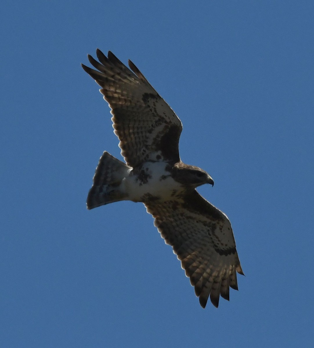 Madagascar Buzzard - ML359539661
