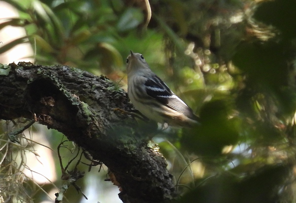 Black-and-white Warbler - ML359539681