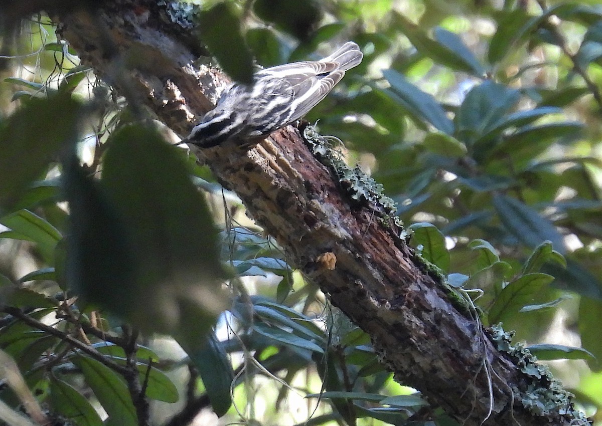 Black-and-white Warbler - ML359539711