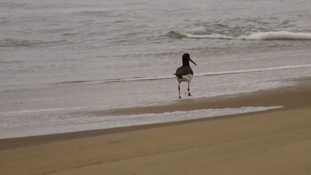 Eurasian Oystercatcher - ML359542891