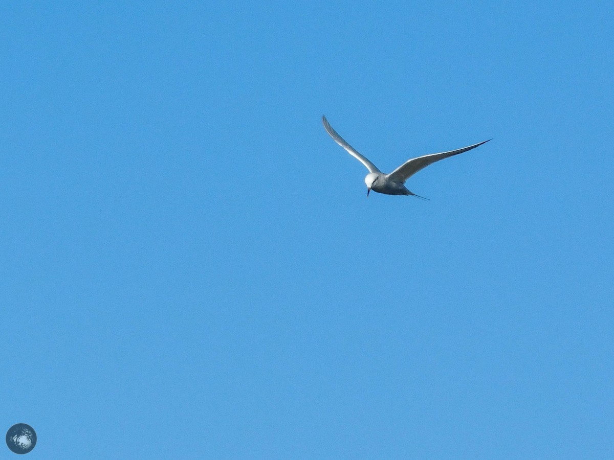 Snowy-crowned Tern - ML359543181