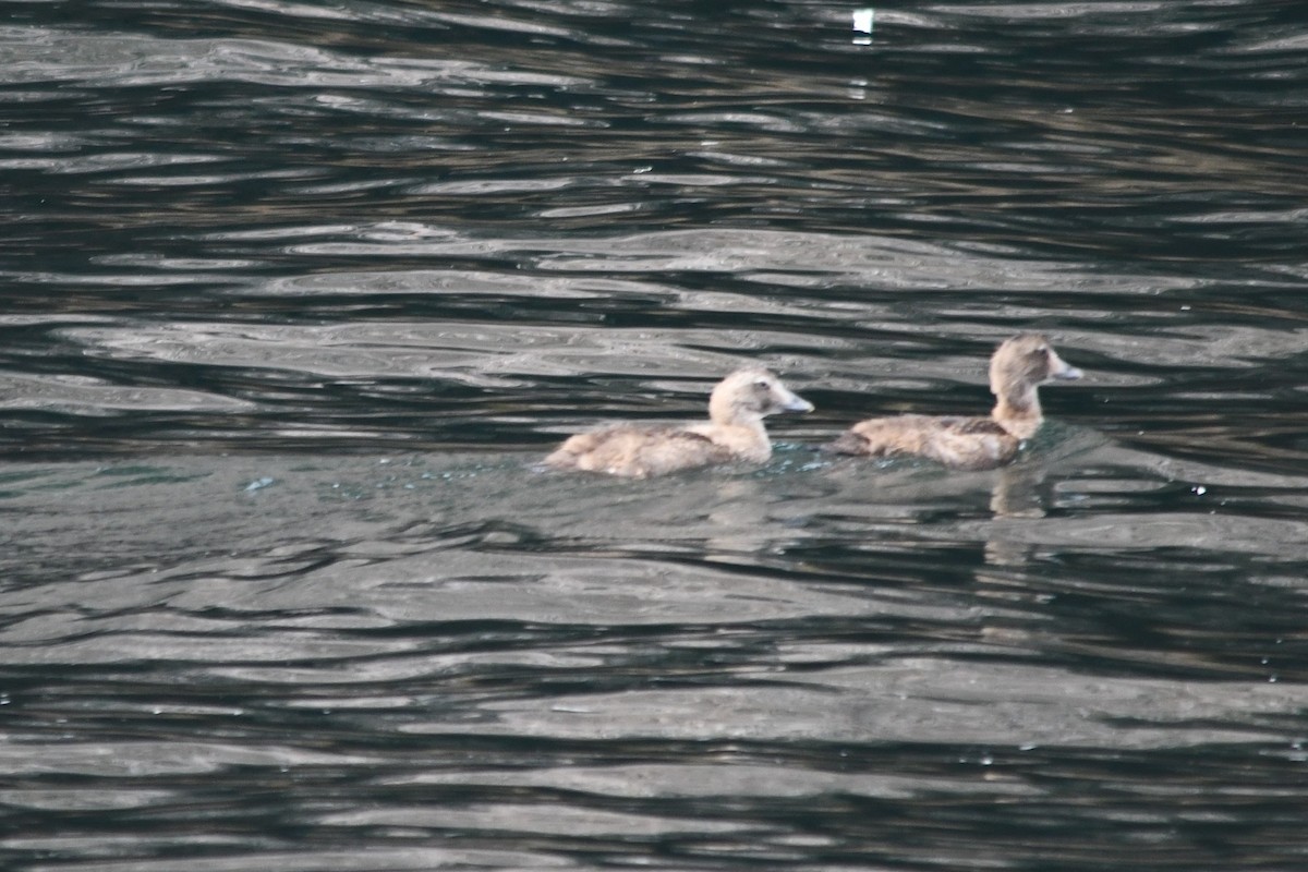 Common Eider - Annick Béland