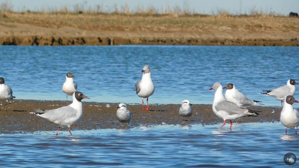 Snowy-crowned Tern - ML359543671