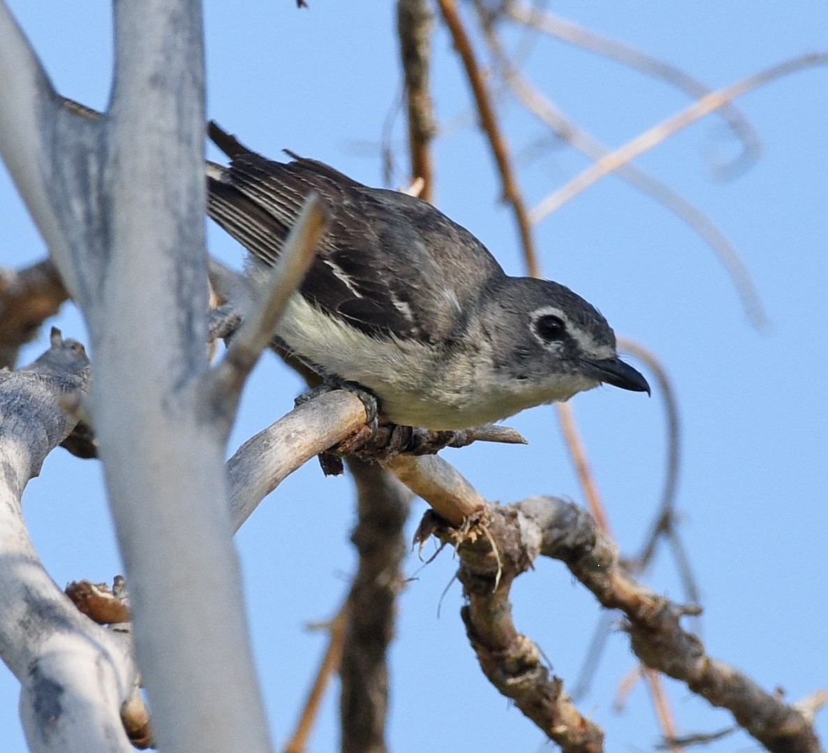 Plumbeous Vireo - ML359543861
