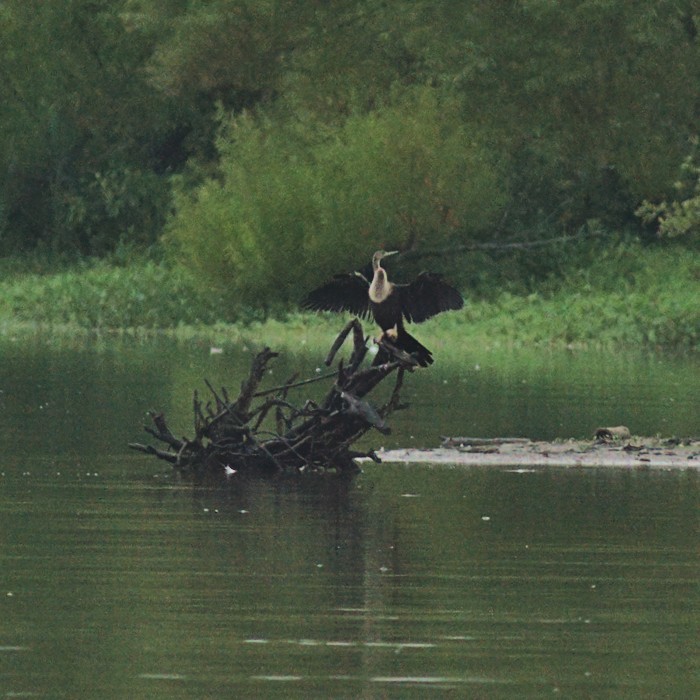Anhinga - ML359543961