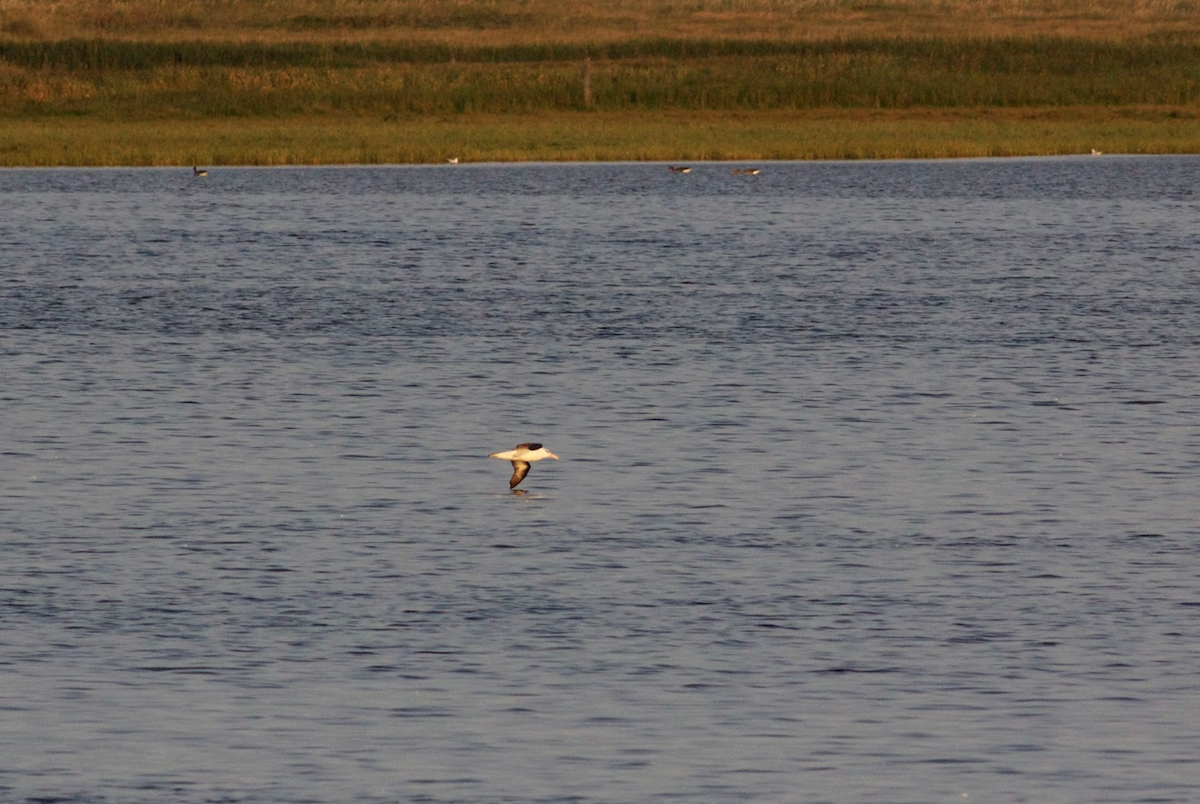 Black-browed Albatross - ML359544531