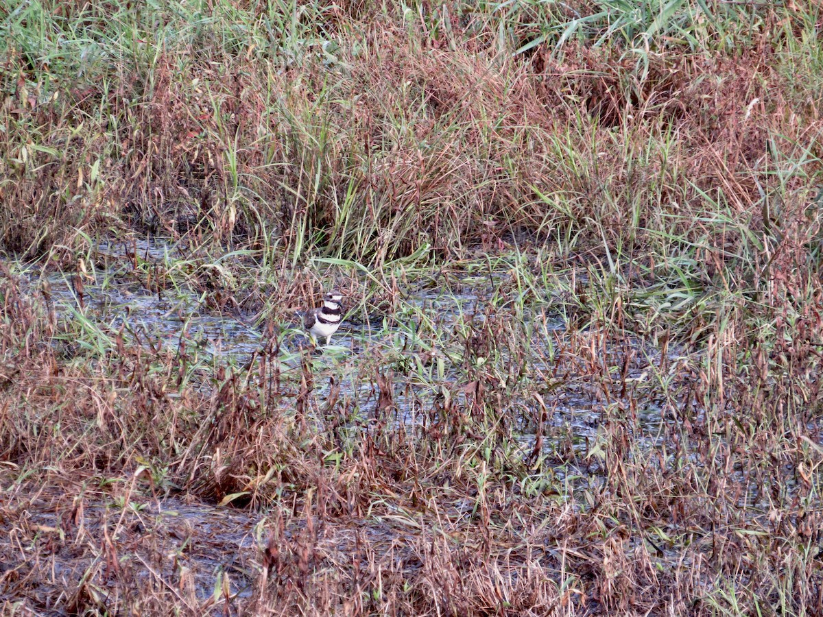 Killdeer - scott baldinger