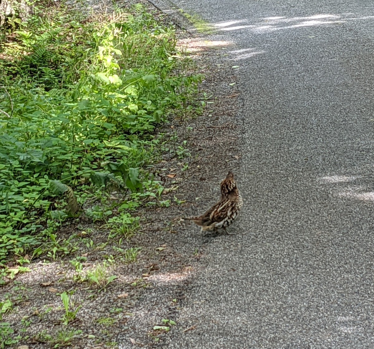 Ruffed Grouse - ML359546301