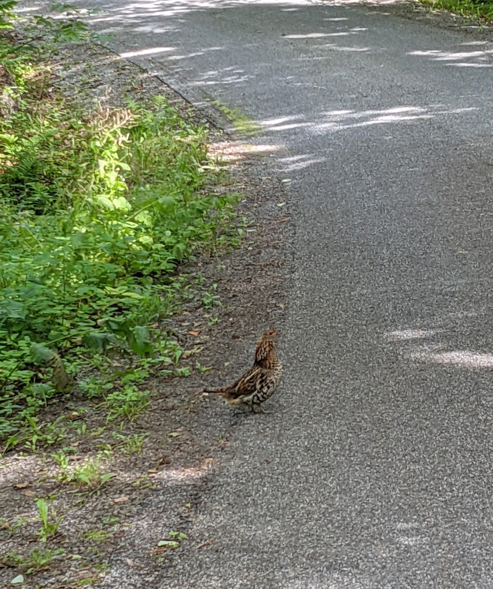 Ruffed Grouse - ML359546911