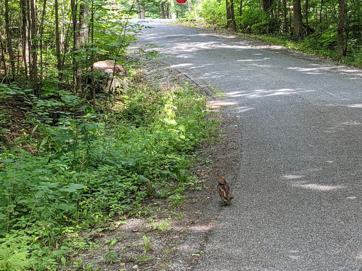 Ruffed Grouse - ML359546961