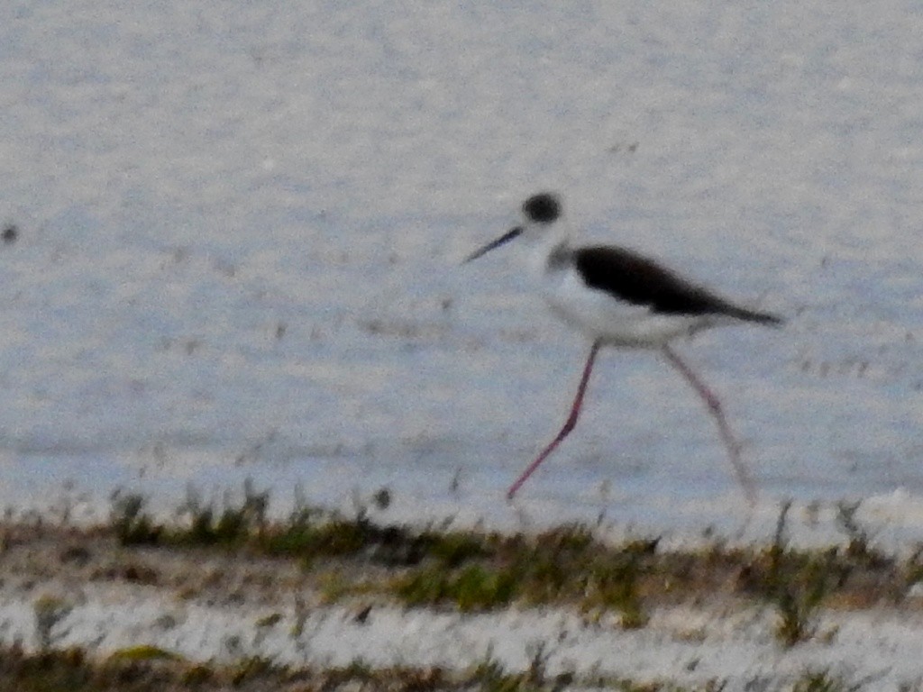 Black-winged Stilt - ML359548691