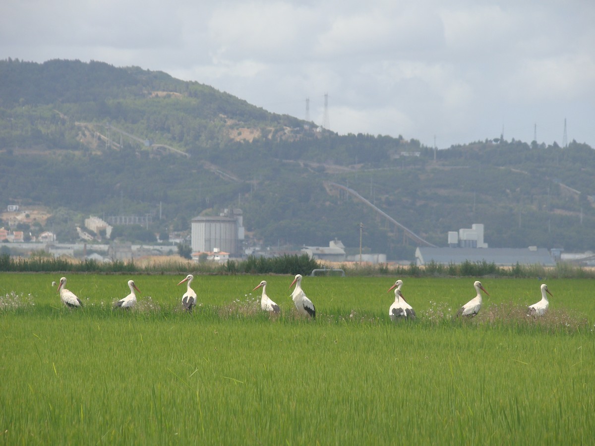 White Stork - ML359550801