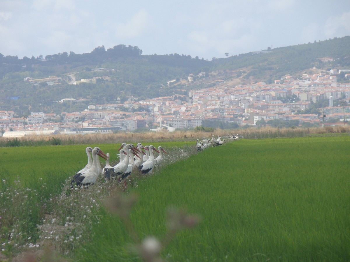 White Stork - ML359550811