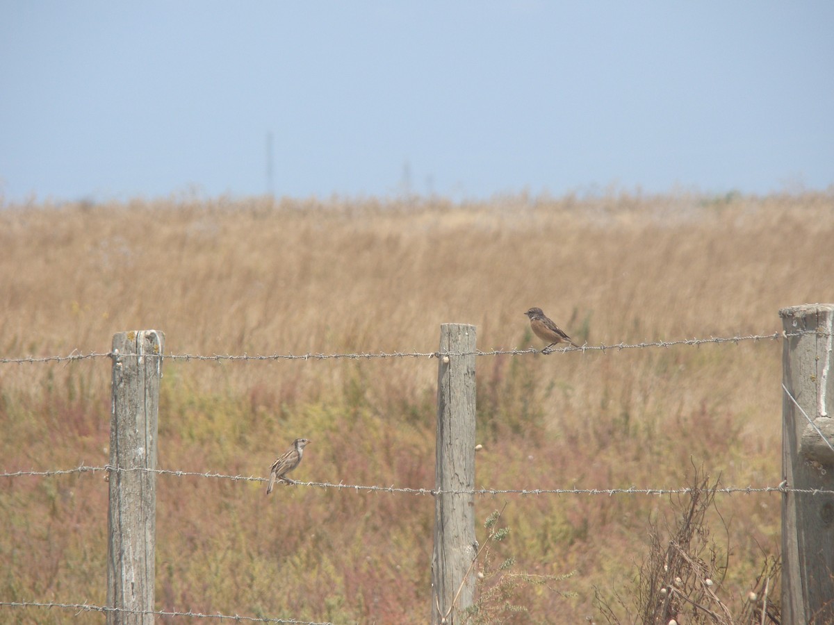 Tarabilla Europea - ML359550831