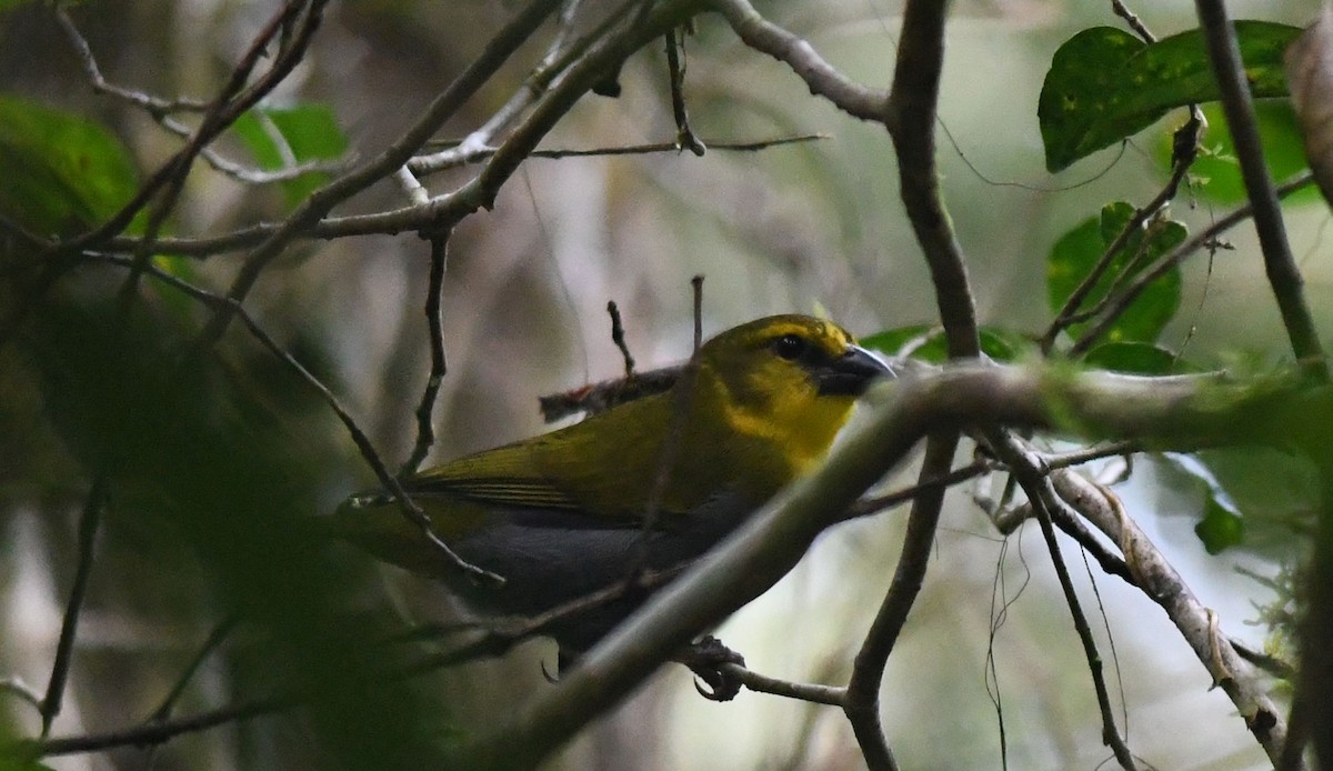 Nelicourvi Weaver - ML359551771