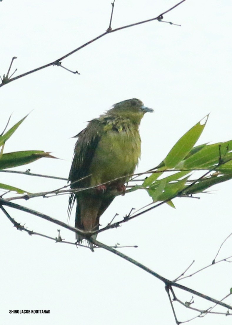 Orange-breasted Green-Pigeon - shino jacob koottanad